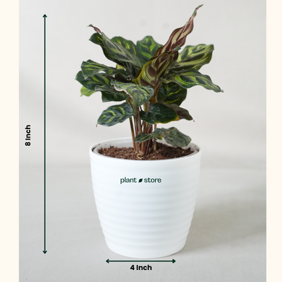 Calathea Peacock Makoyana