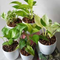 Grih Sukh Shanti Plants Bundle