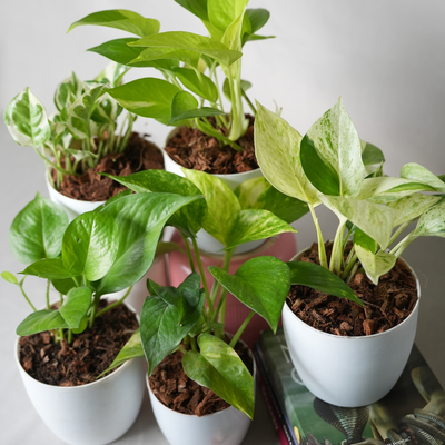 Grih Sukh Shanti Plants Bundle