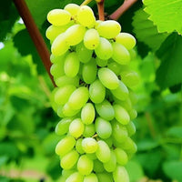 Anushka Green Grapes Plant