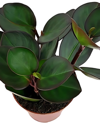 Peperomia "Red Margin" - plant store® 