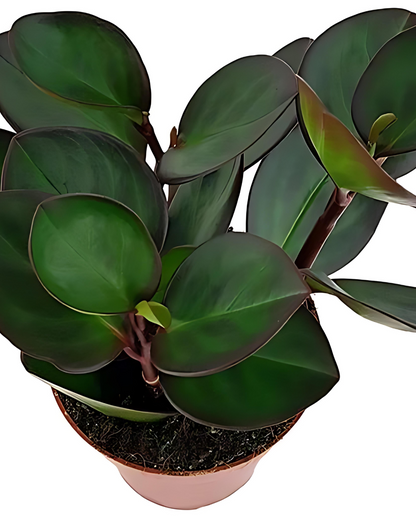 Peperomia "Red Margin"