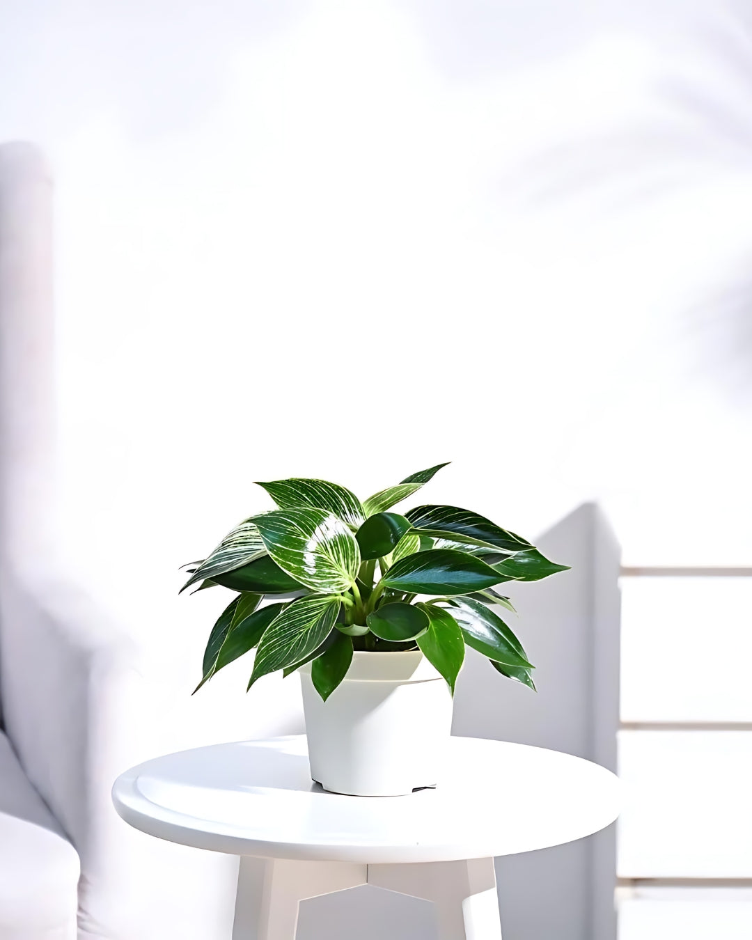 Philodendron Birkin