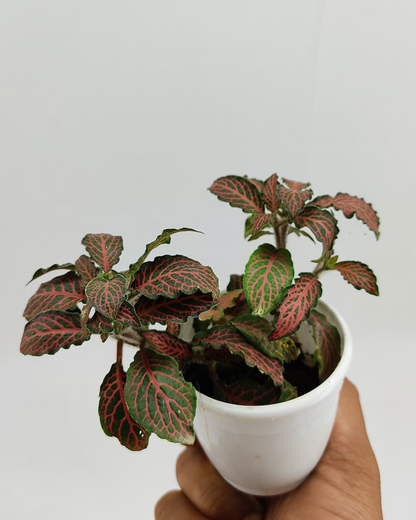 Red Fittonia Plant with Pot