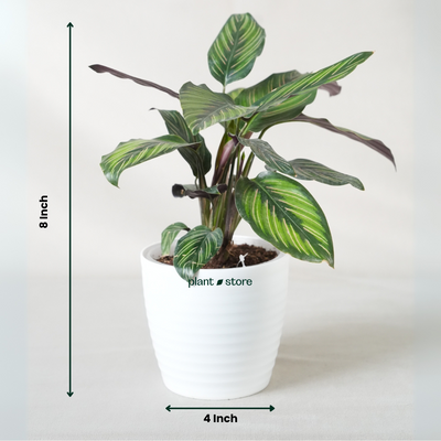 Calathea Beauty Star