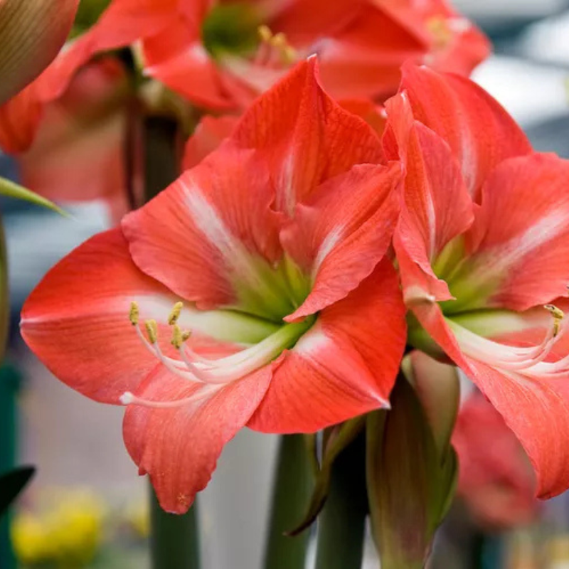 Amaryllis Single Petal Flowering Bulbs