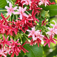 Madhu Malti Double Petal Flowering Plant