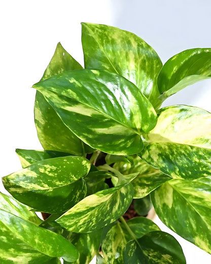 Money Plant Green Variegated