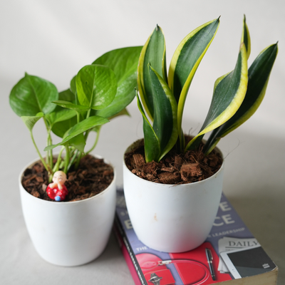 Air Purifier Duo - Snake And Money Plant With Pot