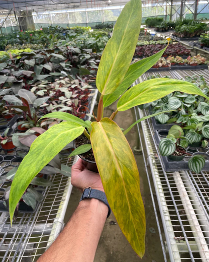 Philodendron Orange Marmalade Plant