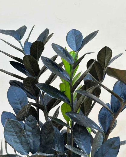 Zamioculcas Zamiifolia Raven "Black" ZZ Plant