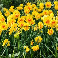 Daffodils - Tahiti Double Petal (Imported)