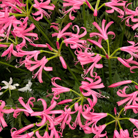 Nerine Lily Bulb – Pink