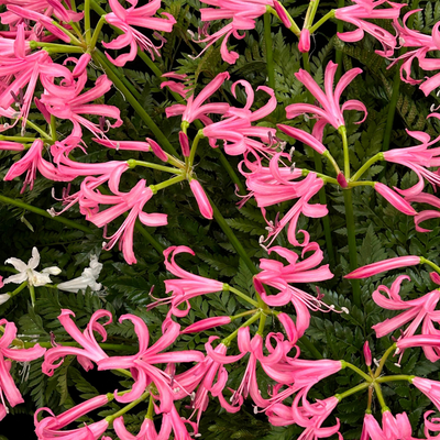 Nerine Lily Bulb – Pink