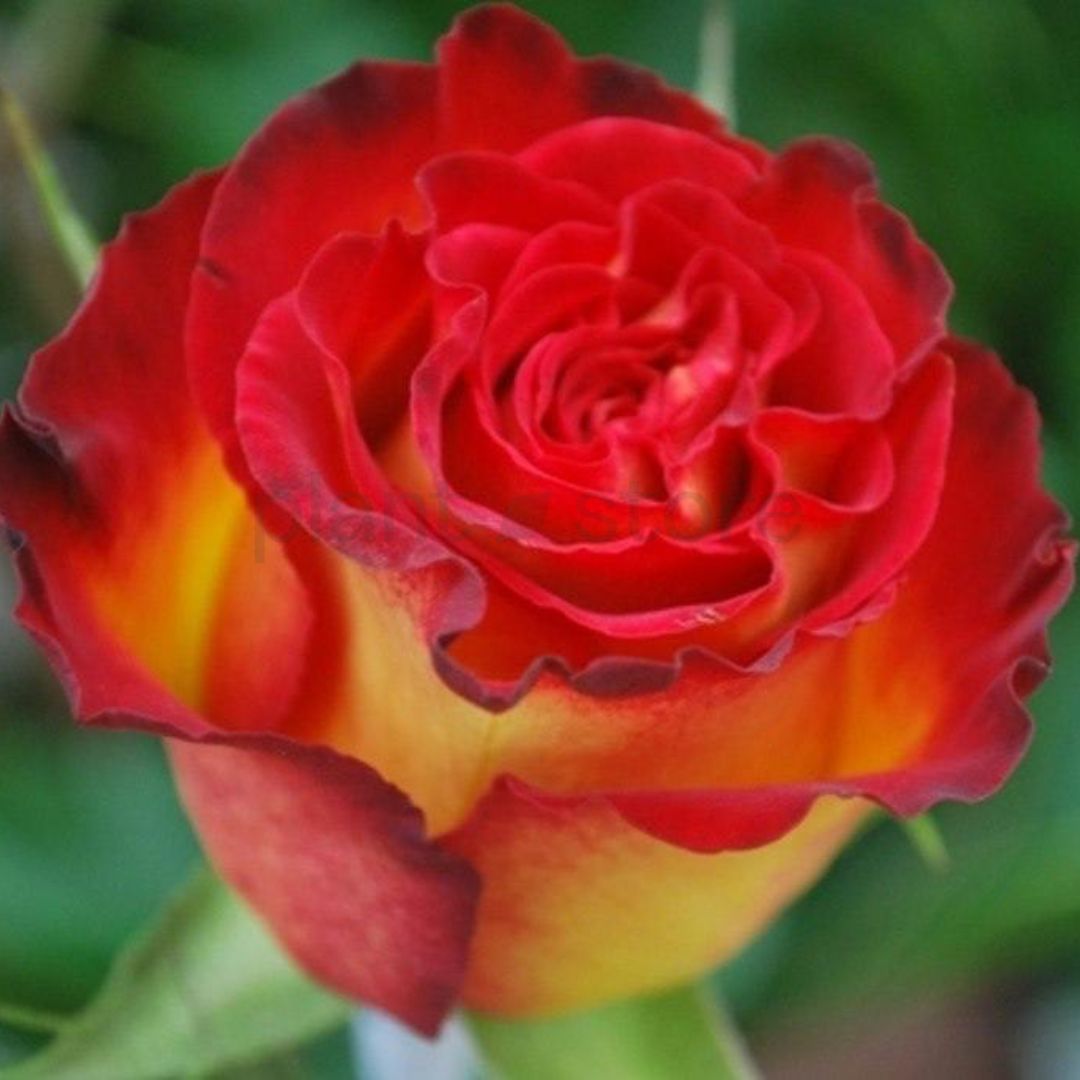 Hybrid Rose Plant