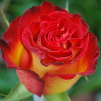 Hybrid Rose Plant