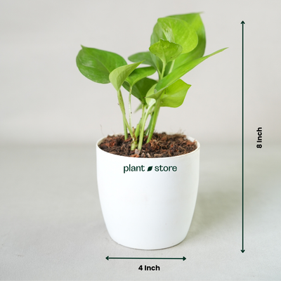 Green Money Plant