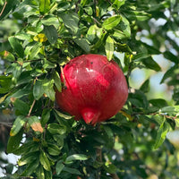 GM2 Pomegranate (Anar) Grafted Plant