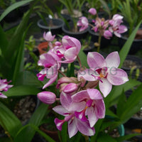 Ground Orchid Flower Bulbs