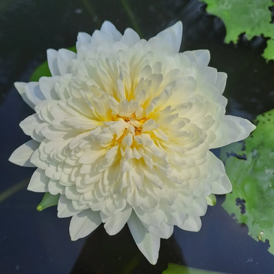 Thailand Diamond Tropical Waterlily