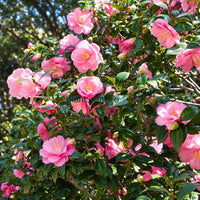 Camelia Plant