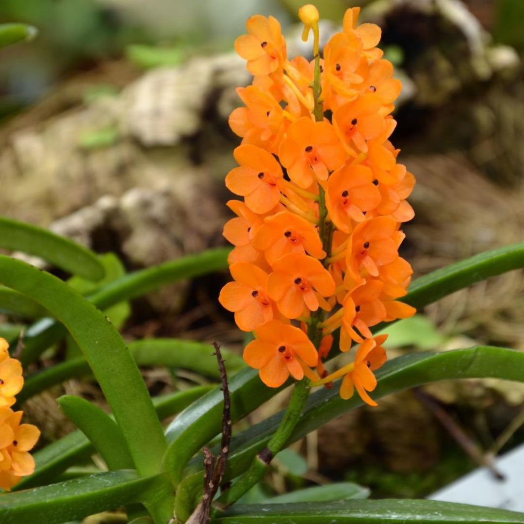 Ascocentrum Miniatum (Blooming Size)