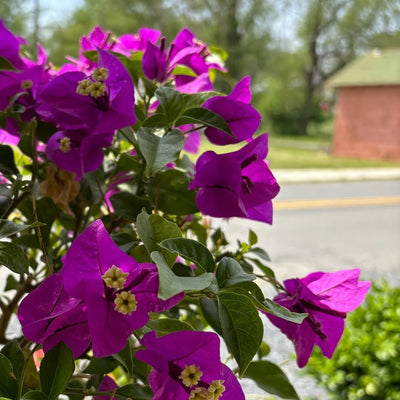Lavender Bougainvillea