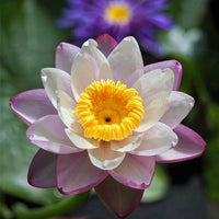 New Orleans Lady Australian Waterlily
