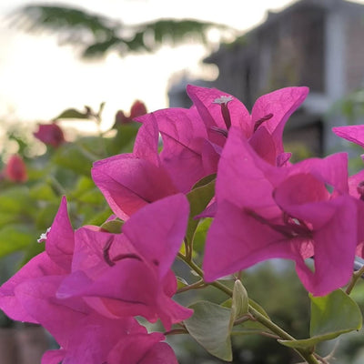 Pink Panas Bougainvillea