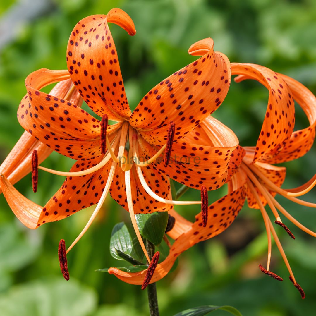 Tiger Lily Flowering Bulbs
