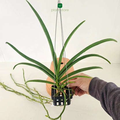 Paraphalaenopsis Laycockii x Vanda Denisoniana Hybrid - Blooming Size (Ultra Rare)