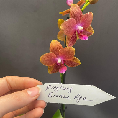 Phalaenopsis Ping Tung Bronze with Buds/Flowers