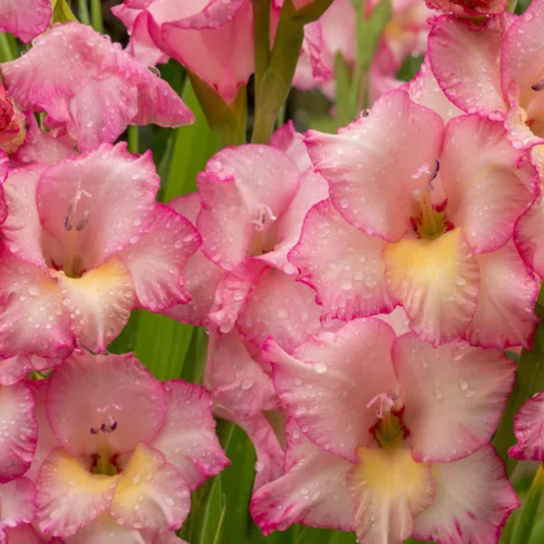 Gladiolus Bulbs - Mix Colour