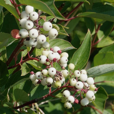 Cat's Eye Berry Fruits