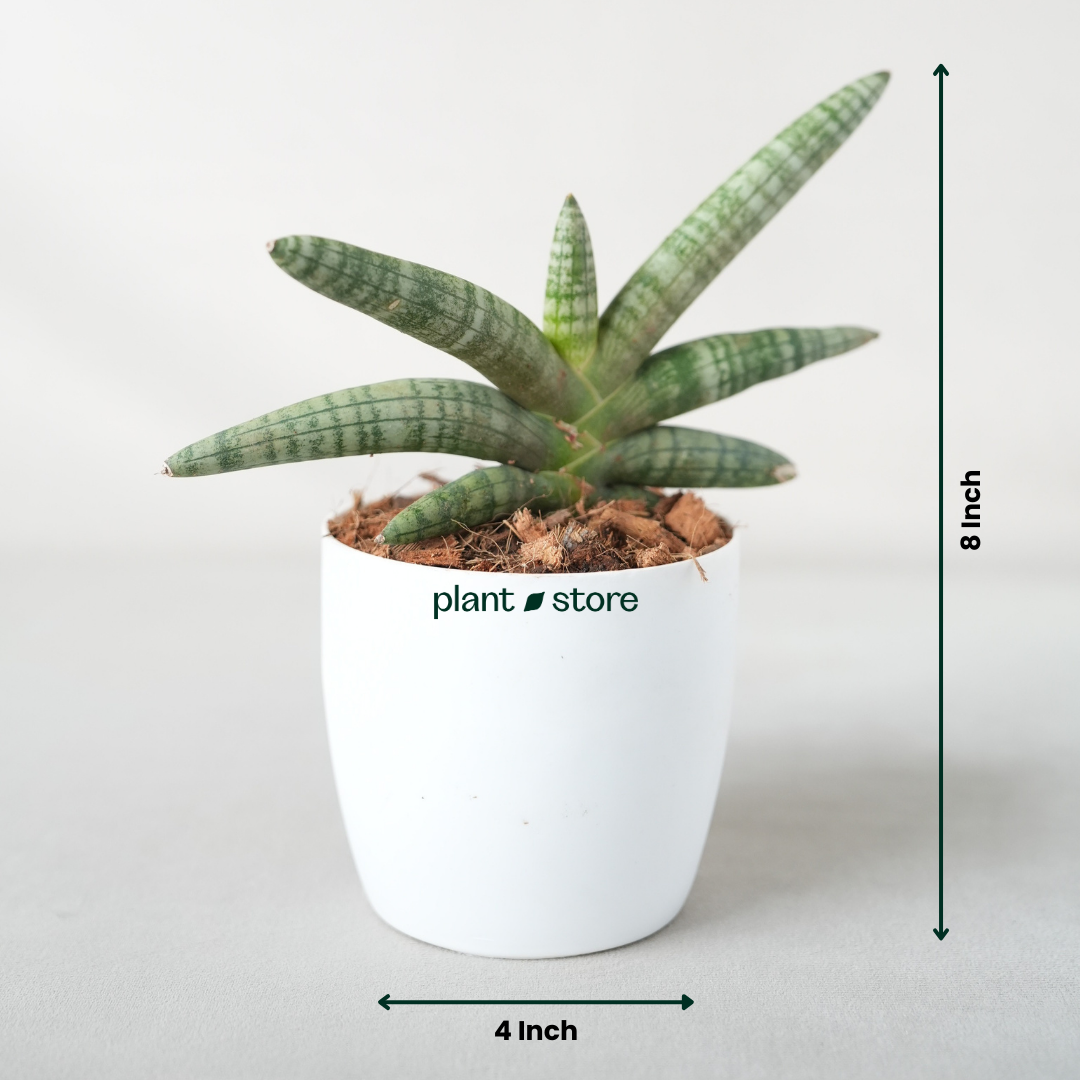Sansevieria Cylindrica 'Boncel'