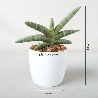 Sansevieria Cylindrica 'Boncel'