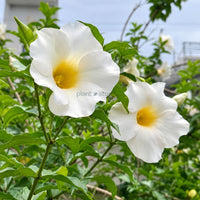Allamanda Plant