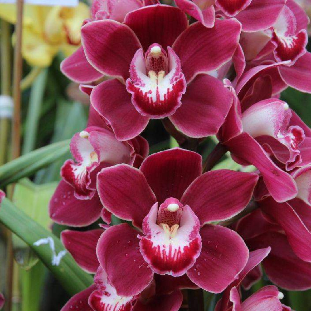 Cymbidium Orchid - Bulbs (Mix Colours)