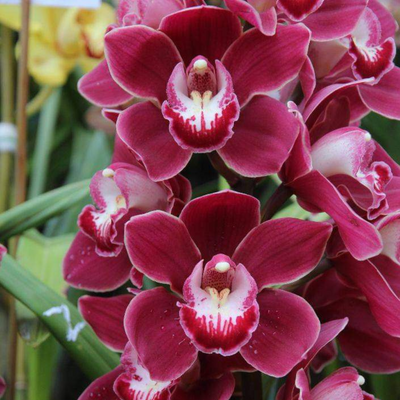 Cymbidium Orchid - Bulbs (Mix Colours)
