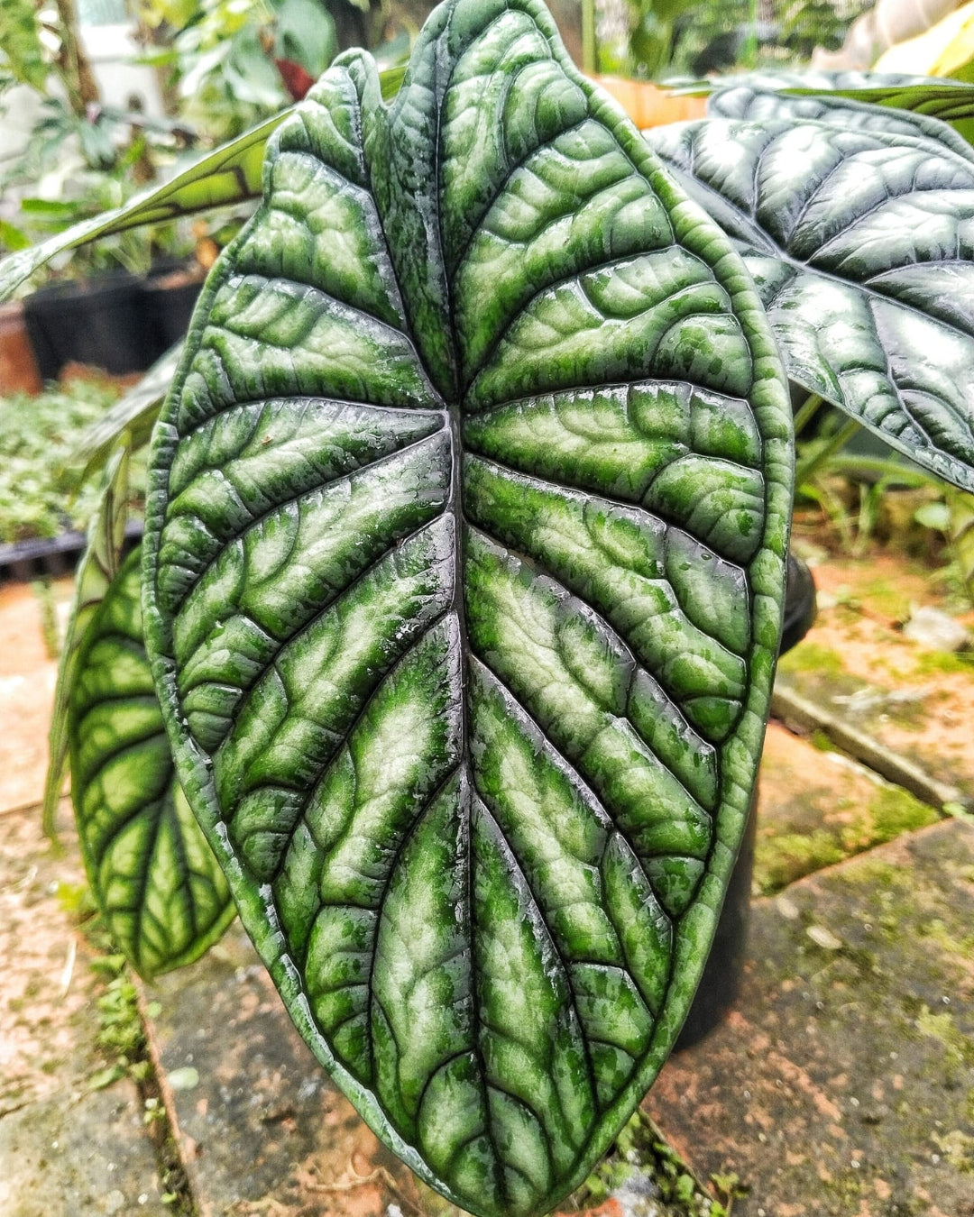 Alocasia Dragon Scale