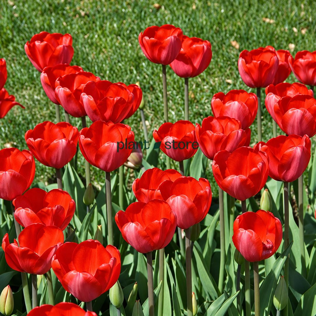 Dutch Tulip Red Impression Flowering Bulbs (Netherland Imported)