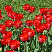 Dutch Tulip Red Impression Flowering Bulbs (Netherland Imported)
