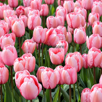 Dutch Tulip Pink Ardour Flowering Bulbs (Netherland Imported)