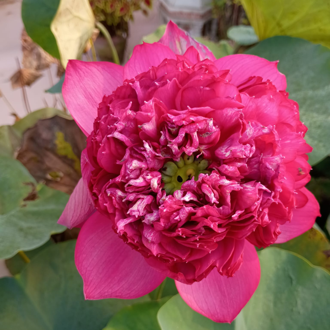 Thammo Lotus Tuber