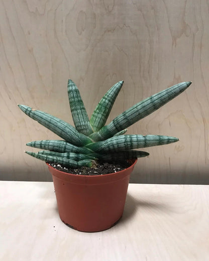 Sansevieria Cylindrica 'Boncel'