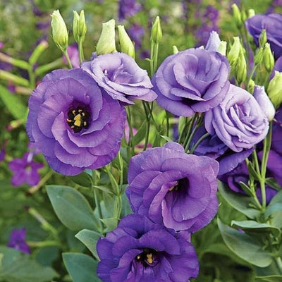 Lisianthus (Nandini) Mix Color Plant