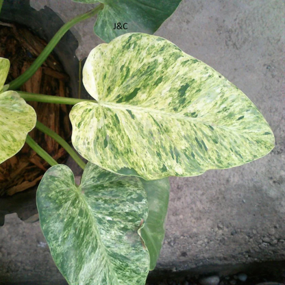 Philodendron Giganteum Blizzard