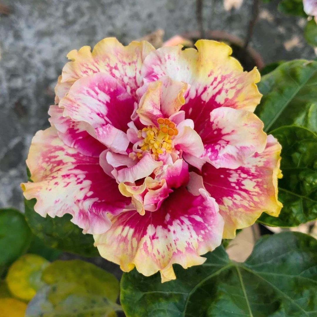 Princess Kaiulani' Hibiscus