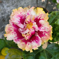Princess Kaiulani' Hibiscus