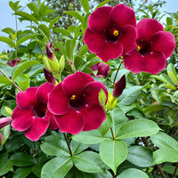 Allamanda Plant